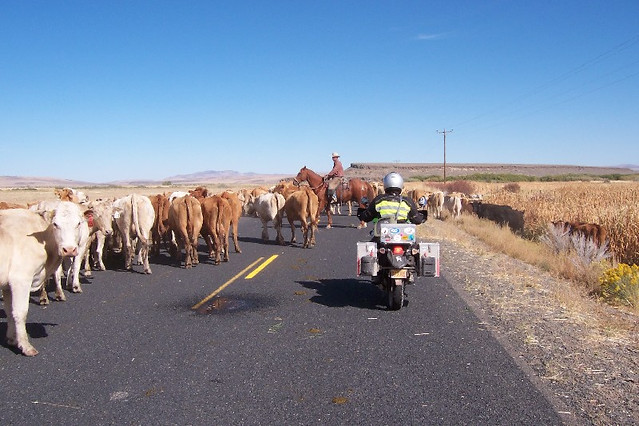 Motorcycles and cows